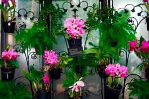 Capa: Download Curso Cultivo de Orquídeas Completo – Domine a Arte Floral!