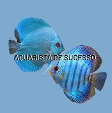 Capa: Baixar Aquarista de Sucesso por Marcos Alvarenga [2021]