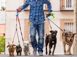Capa: Baixar Curso Dog Walker Walker Dog: Seja um Profissional!