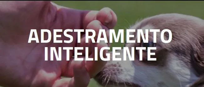 Capa: Adestramento Inteligente Alex Rossi: Baixar Agora o Curso Completo